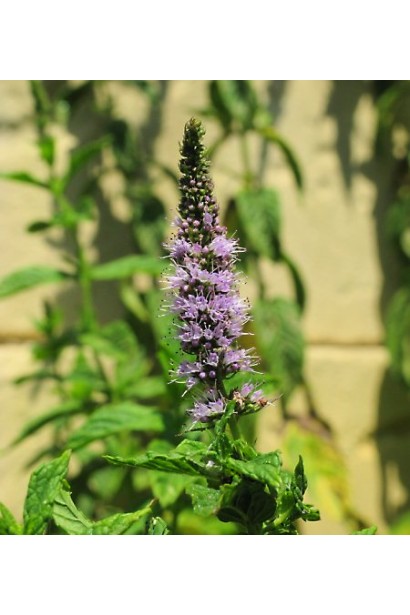 М’ята колосиста лимонна квіти